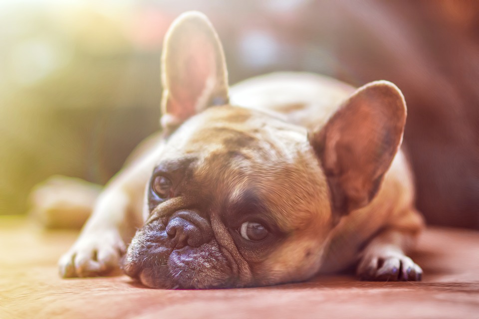 A photo of a french bull dog laying down.